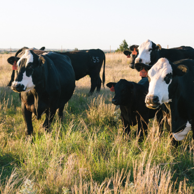 Livestock & forage logo